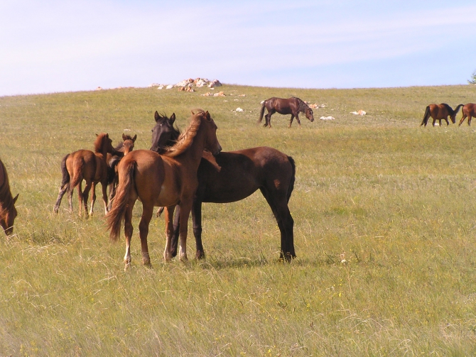 Спортивный волонтерский проект… ИЛИ будут ли москвичи убирать мусор на Байкале?? (Путешествия, волонтерство, экология, путешествие)