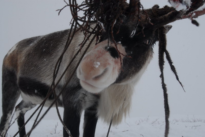 "Север - страна без границ". Фото Андрея Шапрана (Путешествия, журнал риск, север-страна без границ)