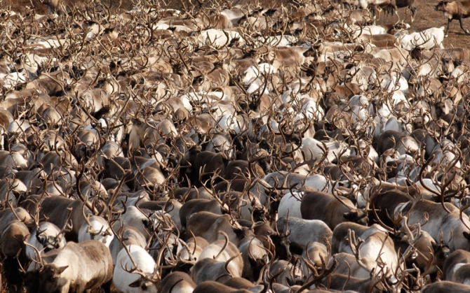 "Север - страна без границ". Фото Андрея Шапрана (Путешествия, журнал риск, север-страна без границ)