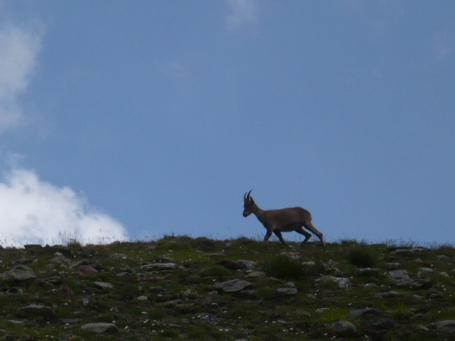 1-й Международный Red Fox Mont Blanc Race: как это было. (Альпинизм, альпинизм)