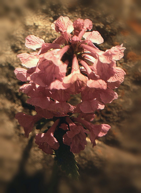 ДИГОРИЯ (слайд-фильм, часть вторая, Горный туризм, северная осетия, южная осетия, турклуб нкмз)