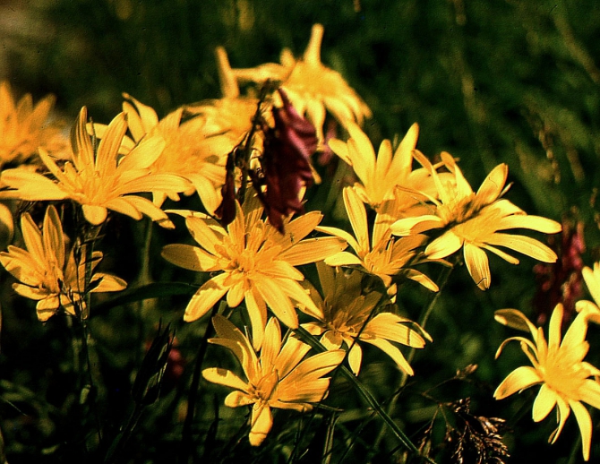 ДИГОРИЯ (слайд-фильм, часть вторая, Горный туризм, северная осетия, южная осетия, турклуб нкмз)