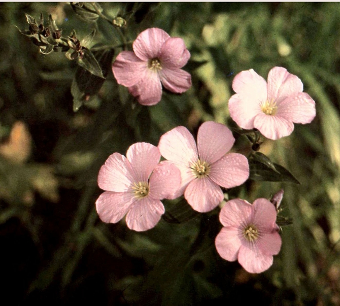 ДИГОРИЯ (слайд-фильм, часть вторая, Горный туризм, северная осетия, южная осетия, турклуб нкмз)