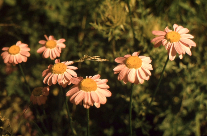 ДИГОРИЯ (слайд-фильм, часть вторая, Горный туризм, северная осетия, южная осетия, турклуб нкмз)