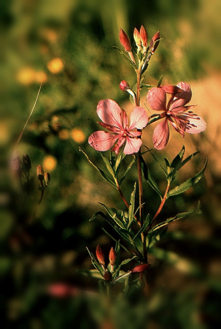 ДИГОРИЯ (слайд-фильм, часть вторая, Горный туризм, северная осетия, южная осетия, турклуб нкмз)