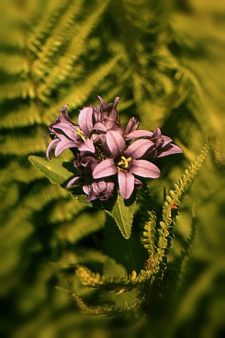 ДИГОРИЯ (слайд-фильм, часть вторая, Горный туризм, северная осетия, южная осетия, турклуб нкмз)