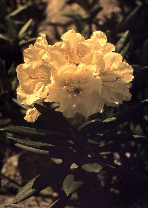 ДИГОРИЯ (слайд-фильм, часть вторая, Горный туризм, северная осетия, южная осетия, турклуб нкмз)