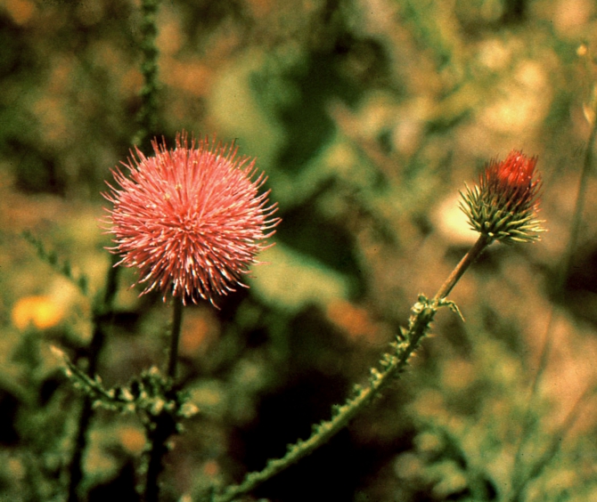ДИГОРИЯ (слайд-фильм, часть вторая, Горный туризм, северная осетия, южная осетия, турклуб нкмз)