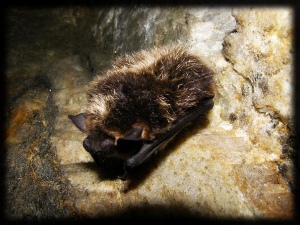 Заброшенная штольня. Слюдорудник (Спелеология)