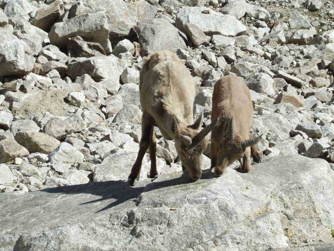 У СКАЛ ЕСТЬ ПАМЯТЬ (Альпинизм, август 2010, кубок памяти, скала никита, адырсу)