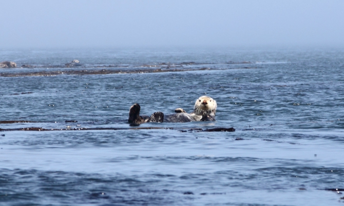 Pacific Rising Expedition Часть 1 Курилы (Путешествия, мыс лопатка, шумшу, парамушир, pacific rising expedition 2010, морской каякинг, курильские острова, камчатка, экспедиция, каякинг)