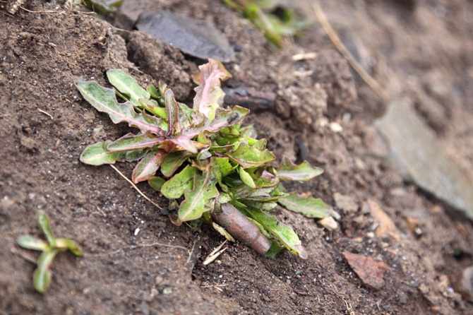 Pacific Rising Expedition Часть 1 Курилы (Путешествия, мыс лопатка, шумшу, парамушир, pacific rising expedition 2010, морской каякинг, курильские острова, камчатка, экспедиция, каякинг)