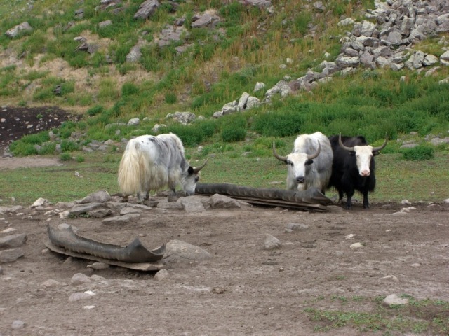 Эльбрусиада МАИ, август 2010: 34 человека на Эльбрус с Запада. (Альпинизм, битюк-тюбю, восхождение на эльбрус, восхождение, альпклуб маи)