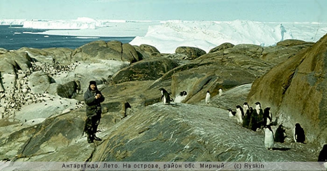 Другие пингвины (Путешествия)