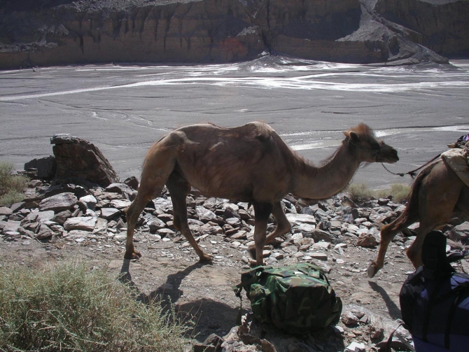 Караван. Илик - ледник Гашербрум ( Gasherbrum Glacier ). (Альпинизм, маи, каракорум, китайский каракорум, шаксгам)