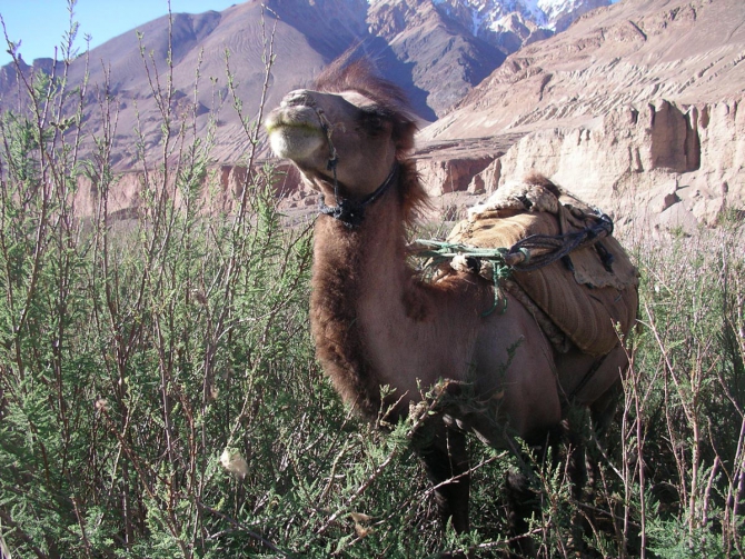 Караван. Илик - ледник Гашербрум ( Gasherbrum Glacier ). (Альпинизм, маи, каракорум, китайский каракорум, шаксгам)