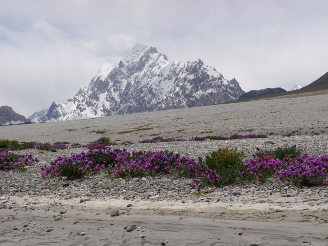 Караван. Илик - ледник Гашербрум ( Gasherbrum Glacier ). (Альпинизм, маи, каракорум, китайский каракорум, шаксгам)