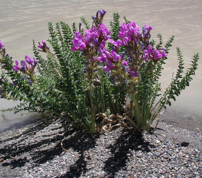 Караван. Илик - ледник Гашербрум ( Gasherbrum Glacier ). (Альпинизм, маи, каракорум, китайский каракорум, шаксгам)