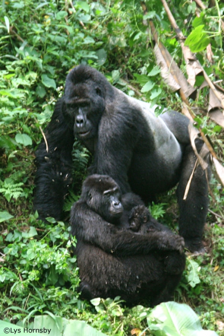 Грёзы об Африке. (Альпинизм, лунные горы.маргерит, спик, африка, рувензори)