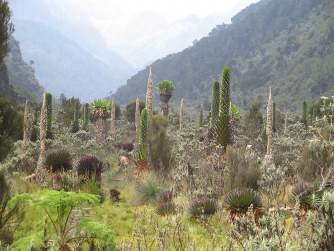 Грёзы об Африке. (Альпинизм, лунные горы.маргерит, спик, африка, рувензори)