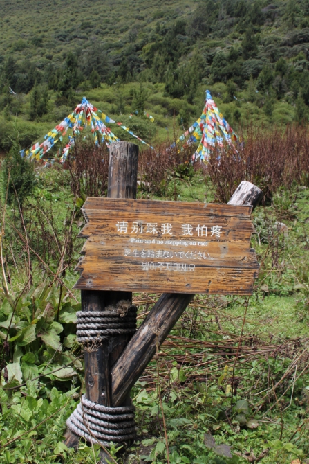 Сычуань - Четыре Сестры (Путешествия, siguniang shan, сигуниан, треккинг, китай, альпинизм)