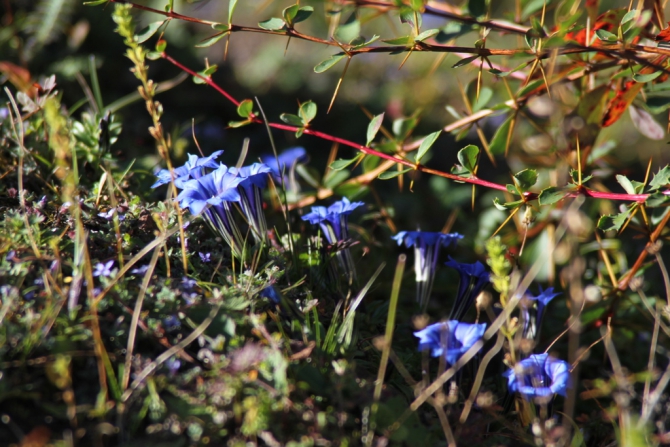 Сычуань - Четыре Сестры (Путешествия, siguniang shan, сигуниан, треккинг, китай, альпинизм)