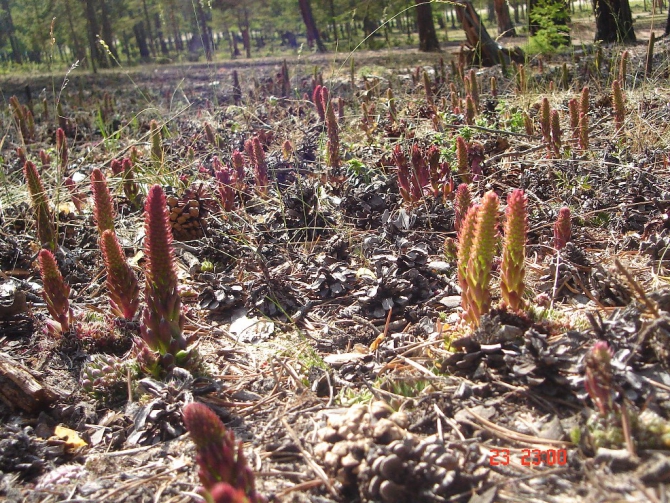 Байкал, Ольхон 2006 или Как показать иностранцу Россию.