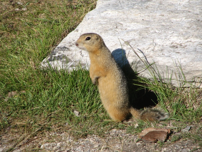 Байкал, Ольхон 2006 или Как показать иностранцу Россию.