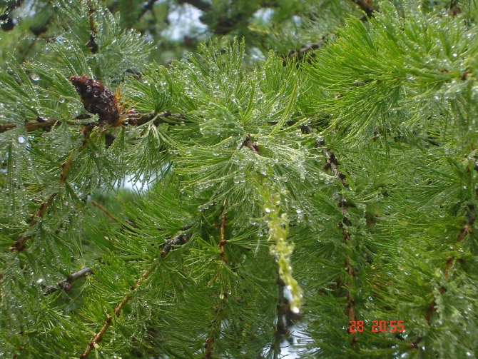 Байкал, Ольхон 2006 или Как показать иностранцу Россию.