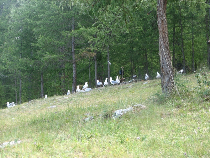 Байкал, Ольхон 2006 или Как показать иностранцу Россию.