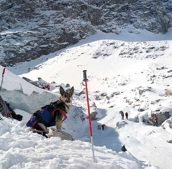 О лавинной подготовке собак. (лавины, спасатели, собаки)