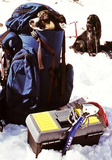 О лавинной подготовке собак. (лавины, спасатели, собаки)