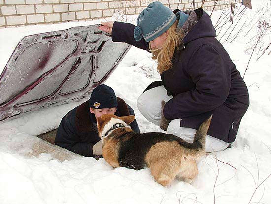 О лавинной подготовке собак. (лавины, спасатели, собаки)