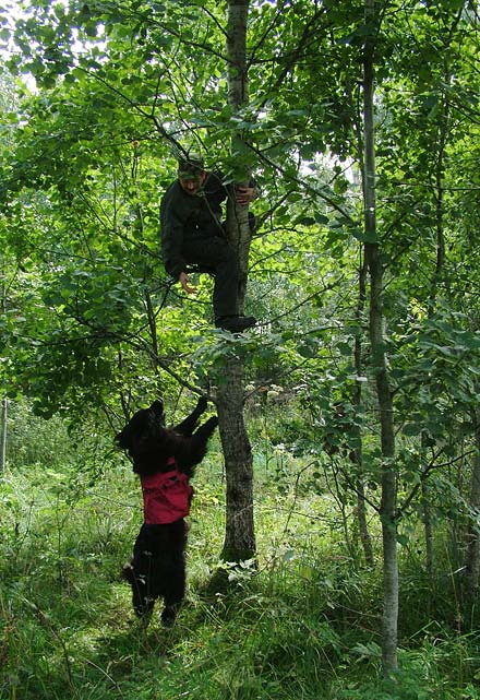 О лавинной подготовке собак. (лавины, спасатели, собаки)