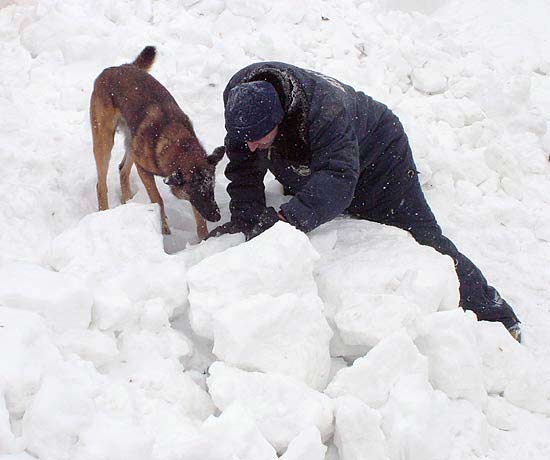 О лавинной подготовке собак. (лавины, спасатели, собаки)