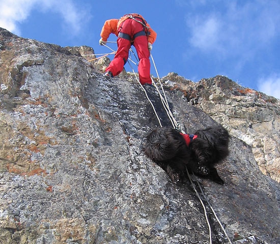 О лавинной подготовке собак. (лавины, спасатели, собаки)