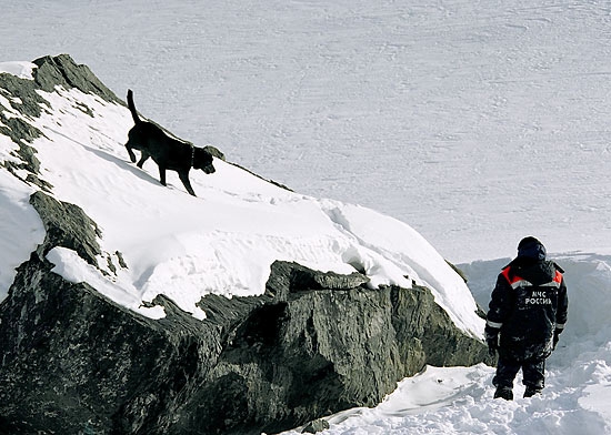 О лавинной подготовке собак. (лавины, спасатели, собаки)