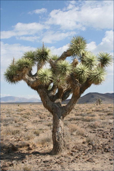 Северная Америка. Поездка без цели.