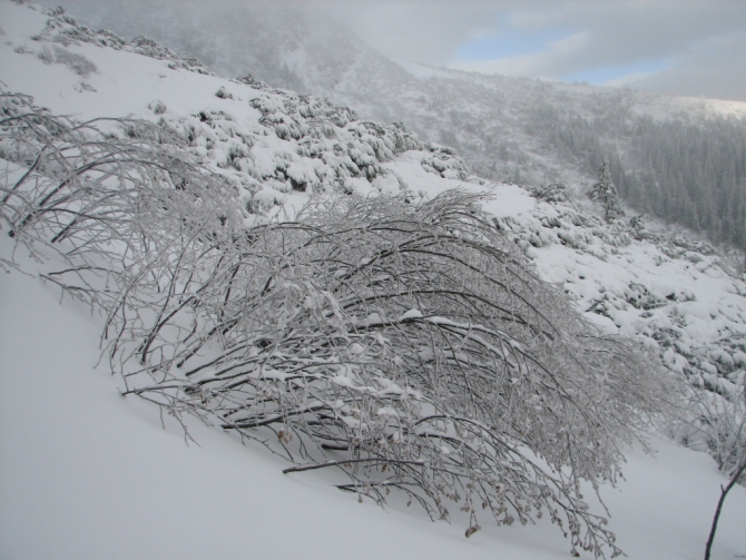 Украинские Карпаты. Гора Говерла.