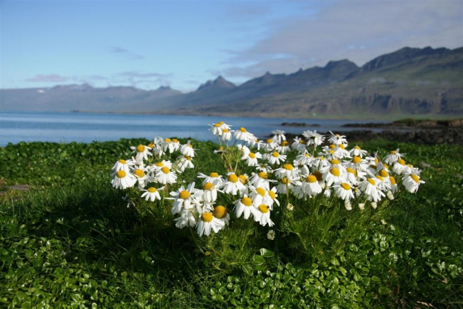 Гренландия для бедных, или причудливые лики исландского альпинизма.(5, исландия)