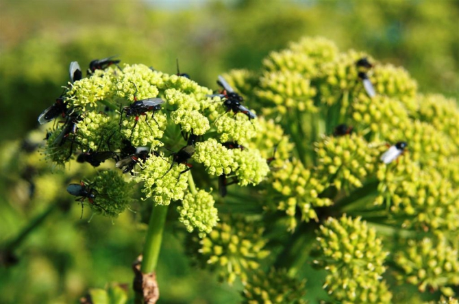 Гренландия для бедных, или причудливые лики исландского альпинизма.(5, исландия)