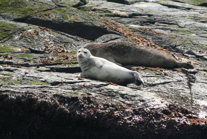 Гренландия для бедных, или причудливые лики исландского альпинизма.(5, исландия)