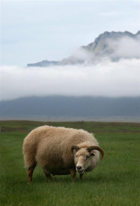 Гренландия для бедных, или причудливые лики исландского альпинизма.(5, исландия)