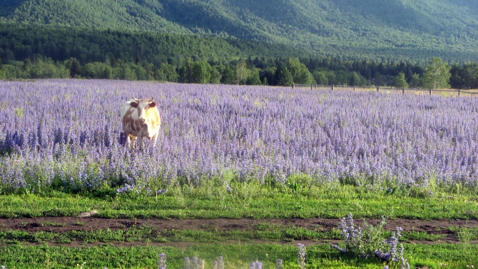 Воспоминания о походе-экспедиции по Катунской Подкове Алтая с 18.07 по 07.08.2010. (Альпинизм, алтай, белуха, эдельвейс)