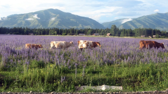Воспоминания о походе-экспедиции по Катунской Подкове Алтая с 18.07 по 07.08.2010. (Альпинизм, алтай, белуха, эдельвейс)