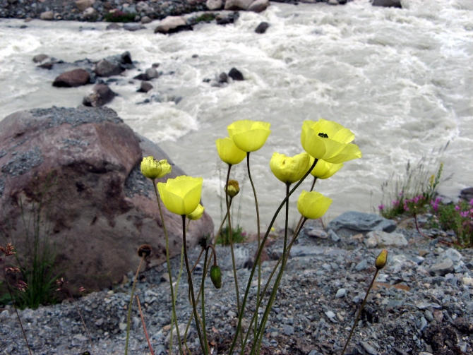 Воспоминания о походе-экспедиции по Катунской Подкове Алтая с 18.07 по 07.08.2010. (Альпинизм, алтай, белуха, эдельвейс)