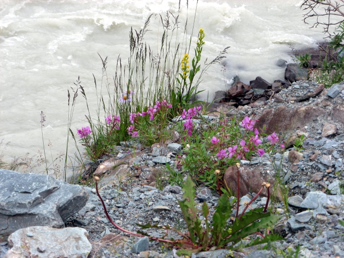 Воспоминания о походе-экспедиции по Катунской Подкове Алтая с 18.07 по 07.08.2010. (Альпинизм, алтай, белуха, эдельвейс)