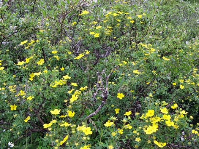 Воспоминания о походе-экспедиции по Катунской Подкове Алтая с 18.07 по 07.08.2010. (Альпинизм, алтай, белуха, эдельвейс)