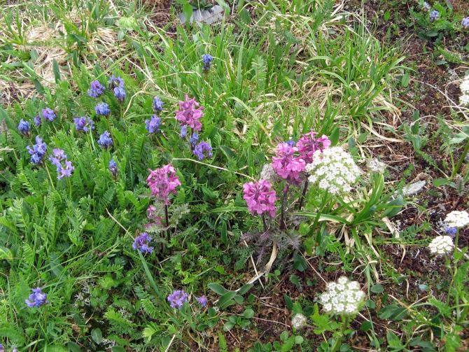 Воспоминания о походе-экспедиции по Катунской Подкове Алтая с 18.07 по 07.08.2010. (Альпинизм, алтай, белуха, эдельвейс)