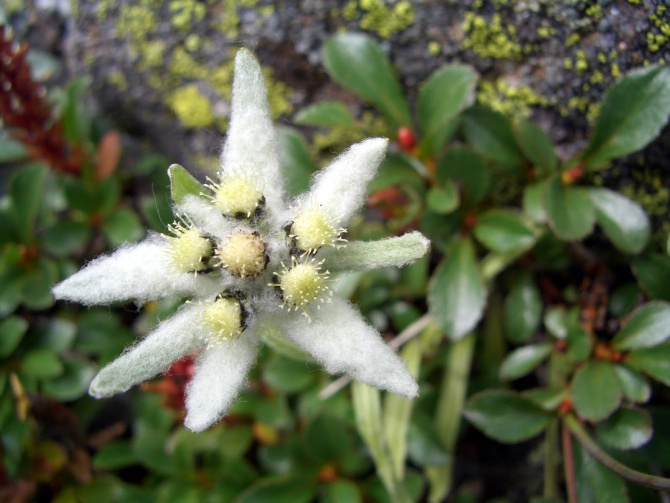 Воспоминания о походе-экспедиции по Катунской Подкове Алтая с 18.07 по 07.08.2010. (Альпинизм, алтай, белуха, эдельвейс)